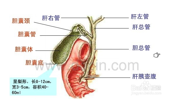 主要的胆结石发病因素都有什么